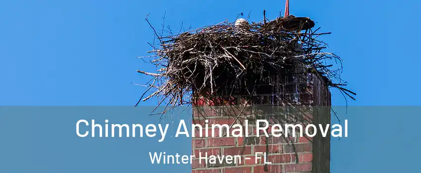  Chimney Animal Removal Winter Haven - FL