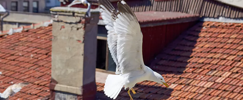 Residential Chimney Animal Removal Solution in Winter Haven, FL