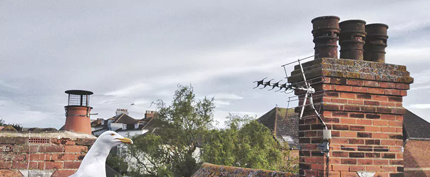 Chimney Cleaning And Restoration in Winter Haven, Florida